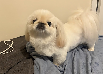 Vicky's Grooming Vicky's Grooming