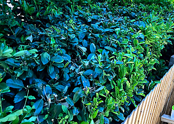 Vish Gardening Services Ltd