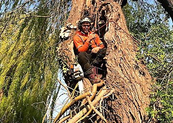 Waltham Abbey tree services WAVEY TREE CARE LTD image 1