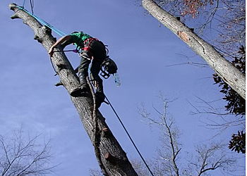 WF Tree Services