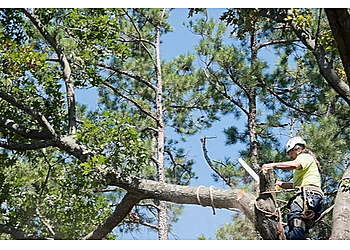 WF Tree Services