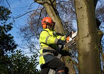 WF Tree Services