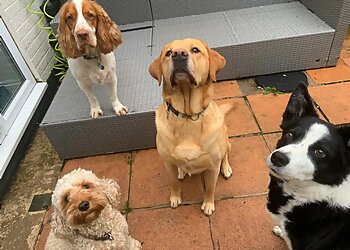 Wright Dog Walker Hedon