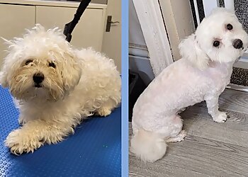 Wag & Bone Dog Grooming