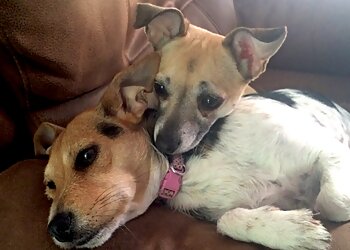 Wag & Walk Dog walking