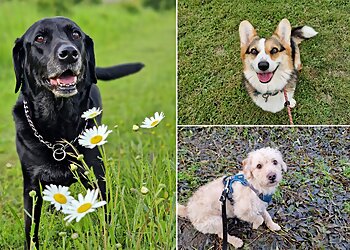 Wag & Walk Dog walking