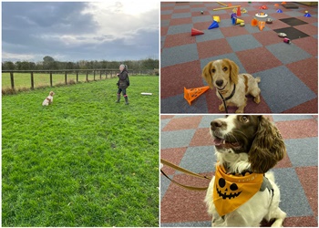 WaggaWuffins Canine College