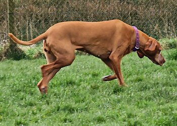 Waggin' Wheelz Pet Services