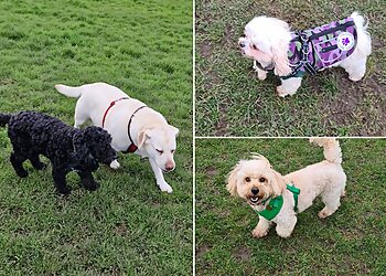 Waggin' Wheelz Pet Services