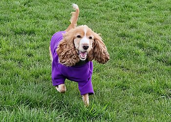 North Lanarkshire dog walkers Waggin' Wheelz Pet Services  image 1