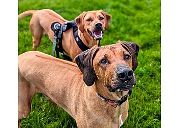 Liverpool dog walkers Wagging4Walks Ltd image 1