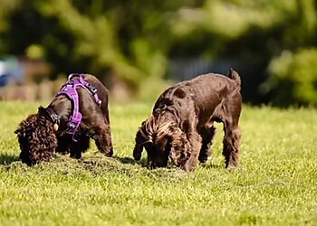 Bury dog walkers Waggy Doo image 1