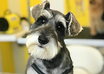 Wagnificent Dog Groomers