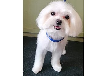 Wagstars Dog Grooming