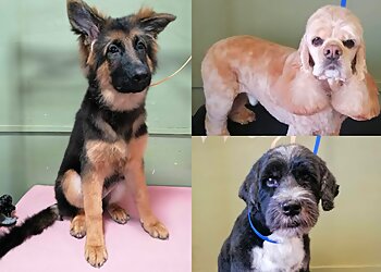 Wagstars Dog Grooming