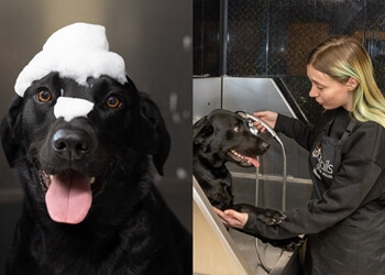 Wagtails of the Wolds