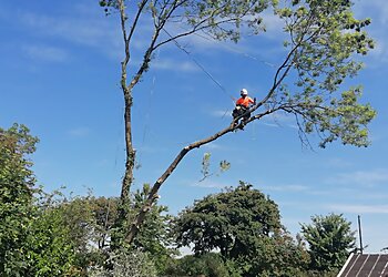 Wain Marsh Tree Services