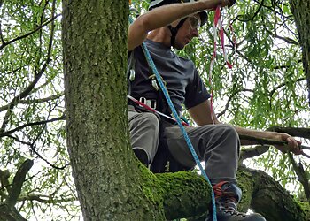 Wain Marsh Tree Services