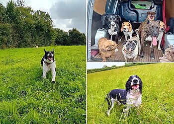 Walk Your Dog Pet Services