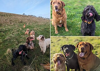 Walkie Talkie Pet Services