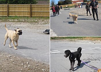 Walk At Ease With Walkies
