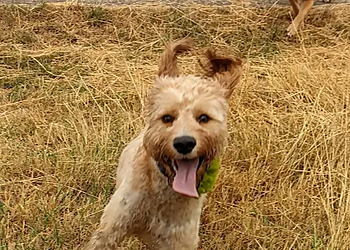 Walkies of Aylesbury