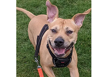 Walkies of Aylesbury