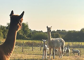 Walnut Tree Farm Park