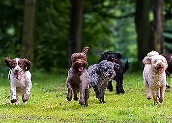 Warrington Dog Walker