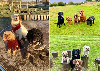 Warrington Dog Walker