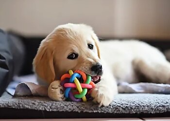 Watford Walkies - Dog Walking