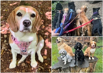 Watford Walkies - Dog Walking