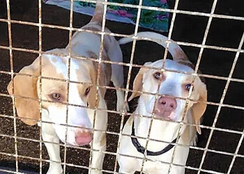 Wath Kennels Rotherham