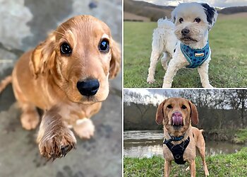 We Love Pets High Wycombe