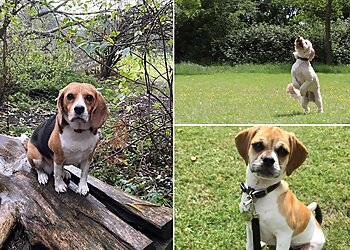 We Love Pets Brentwood