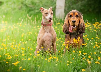 We Love Pets Wakefield