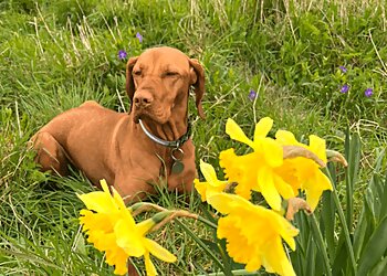 Southend On Sea dog walkers Webbs Walkies Pet Services image 1