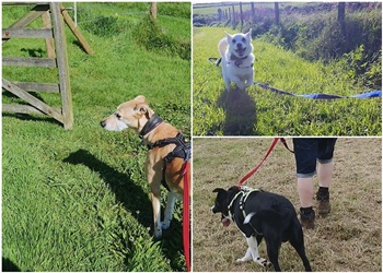 West Cornwall Dog Training