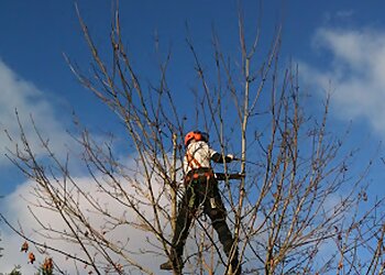 West Country Tree Services Ltd.