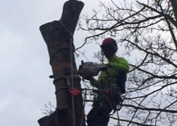 West Jesmond Tree Surgery Ltd