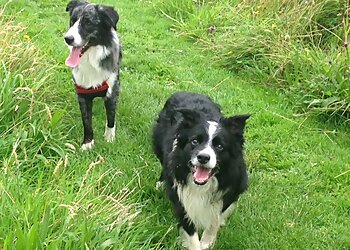 Wet Nose Dog Walking Co