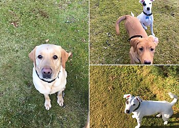 Wet Nose Dog Walking Co