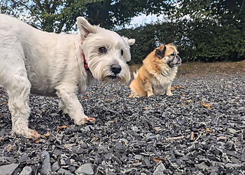 Whinney Hill Kennels