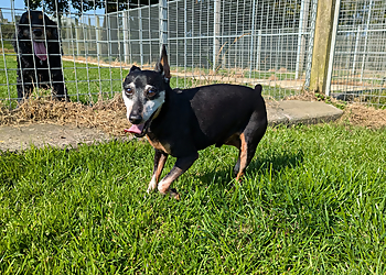 Whinney Hill Kennels