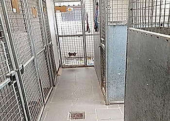 Whitegate Kennels
