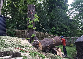 Wholetree Tree Surgery