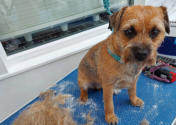 Wigston Dog Groomers