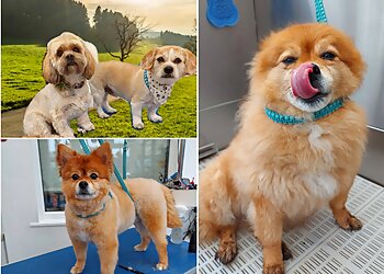 Wigston Dog Groomers
