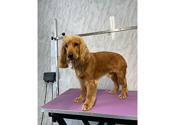Wild Hearts Dog Grooming Studio