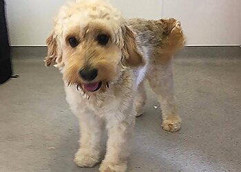 Wild Hearts Dog Grooming Studio